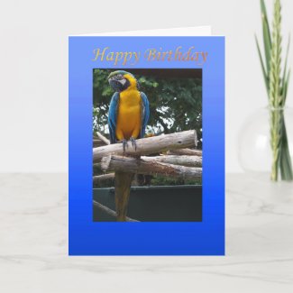 Blue and Yellow Macaw Birthday Card