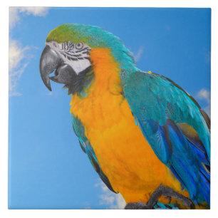 Blue and yellow macaw ceramic tile