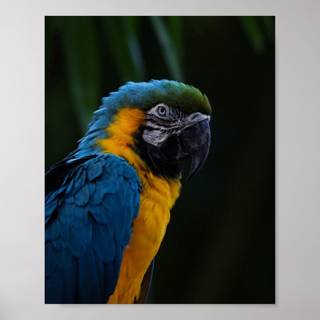 Blue And Yellow Macaw Close Up Portrait - Parrot Poster (Front)