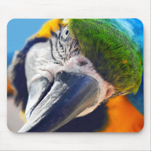 Blue and Yellow Macaw Face Close Up Mousepad