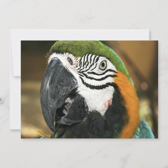 Blue and Yellow Macaw from Amazon (Front)