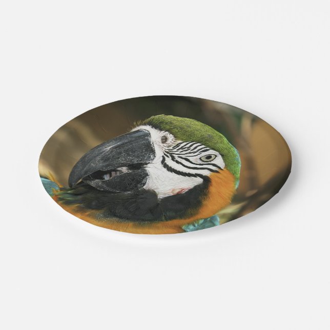 Blue and Yellow Macaw from Amazon Paper Plates (Angled)