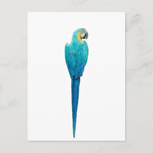Blue and Yellow Macaw from Junglewalkcom Postcard