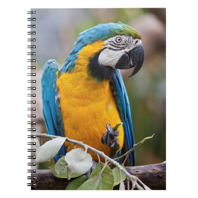 Blue and Yellow Macaw Notebook (Front)
