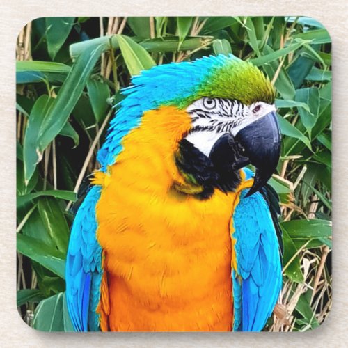 Blue and Yellow Macaw Parrot Beverage Coaster
