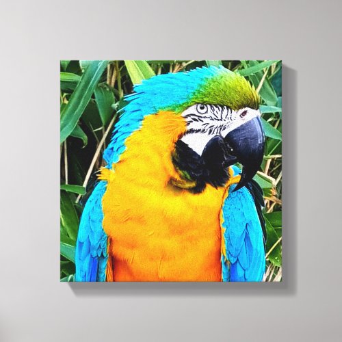 Blue and Yellow Macaw Parrot Canvas Print
