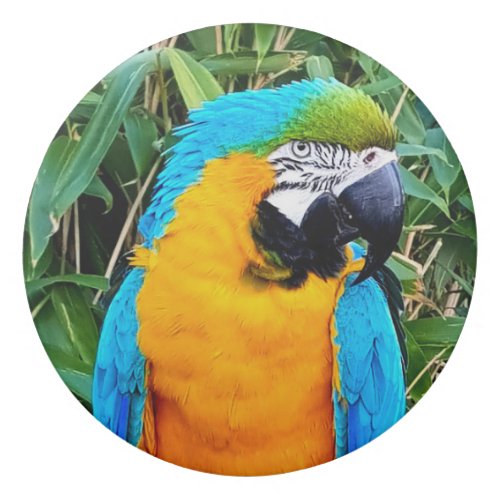 Blue and Yellow Macaw Parrot Eraser