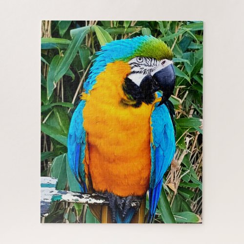 Blue and Yellow Macaw Parrot Jigsaw Puzzle