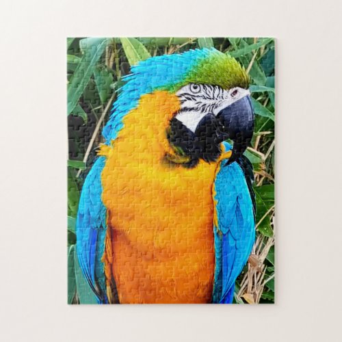 Blue and Yellow Macaw Parrot Jigsaw Puzzle