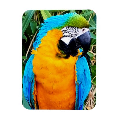 Blue and Yellow Macaw Parrot Magnet