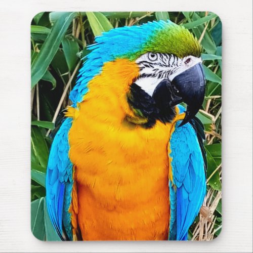 Blue and Yellow Macaw Parrot Mouse Pad