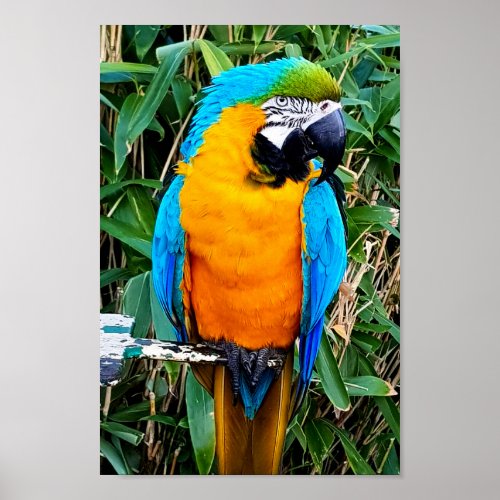 Blue and Yellow Macaw Parrot Poster
