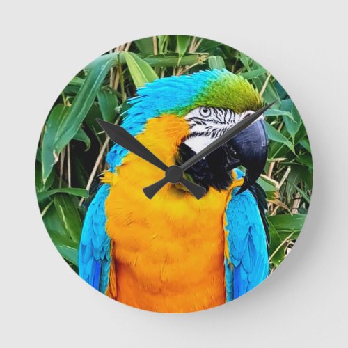 Blue and Yellow Macaw Parrot Round Clock