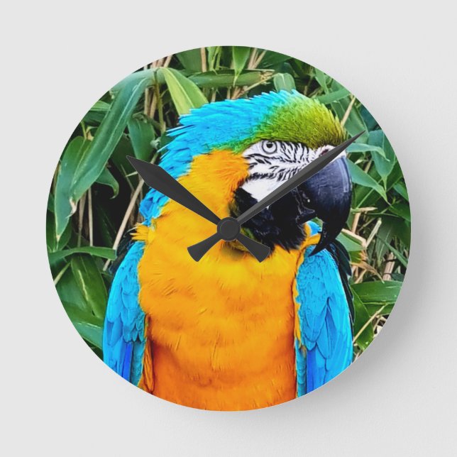 Blue and Yellow Macaw Parrot Round Clock (Front)