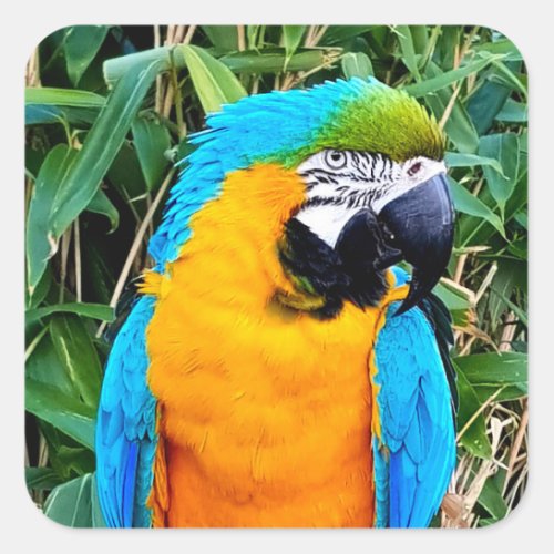 Blue and Yellow Macaw Parrot Square Sticker