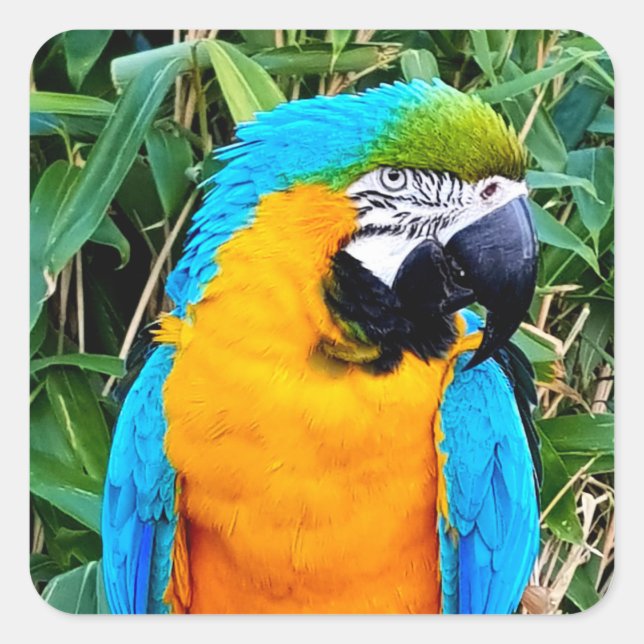 Blue and Yellow Macaw Parrot Square Sticker (Front)