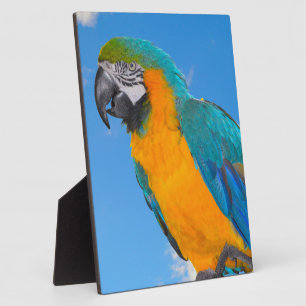 Blue and yellow macaw plaque