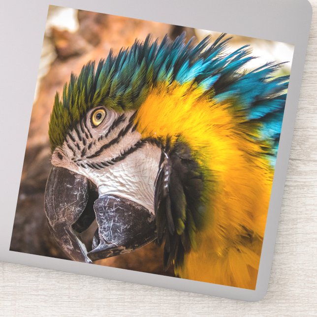 Blue and yellow macaw portrait sticker (Detail)