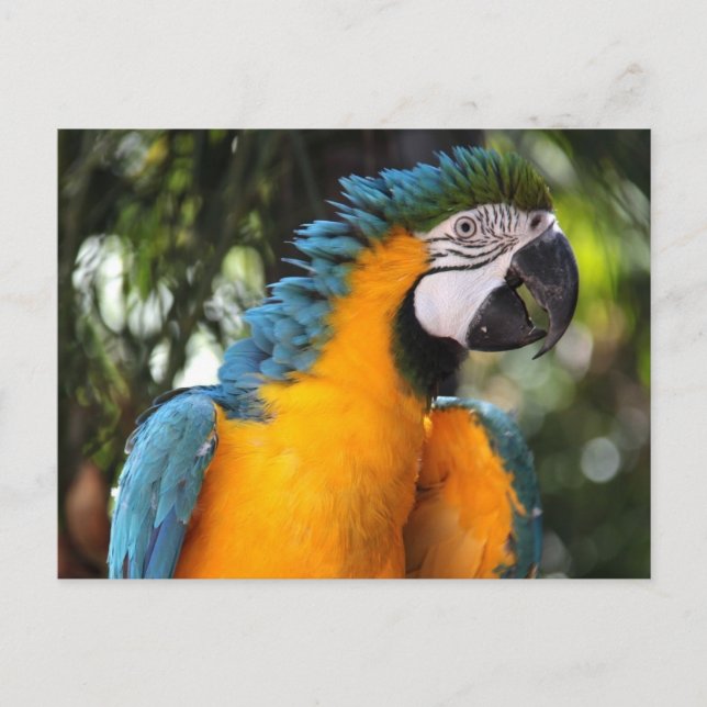 Blue and Yellow Macaw Postcard (Front)