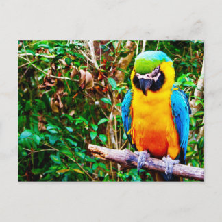 Blue-and-Yellow Macaw Postcard