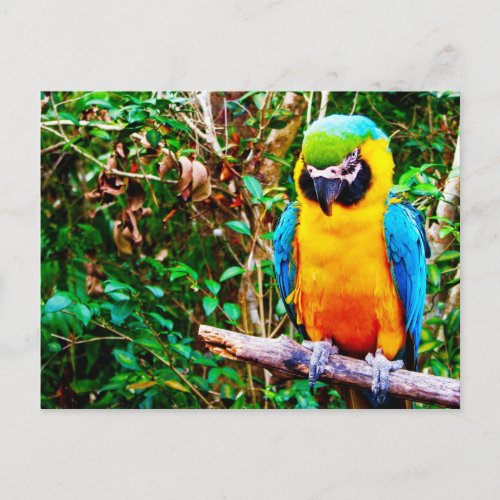 Blue_and_Yellow Macaw Postcard