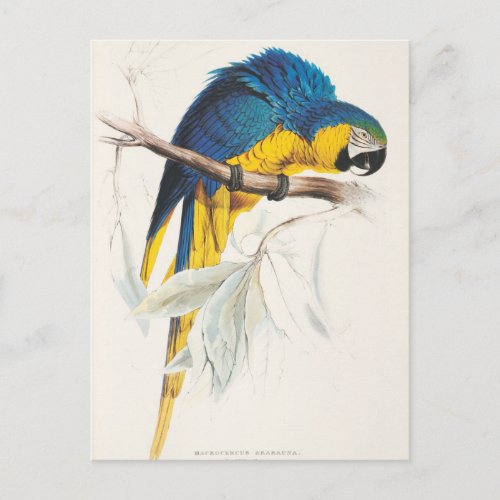 Blue and Yellow Macaw Postcard
