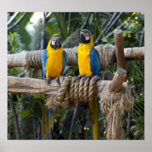Blue and Yellow Macaw Poster