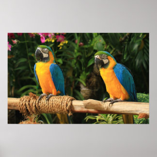 Blue and Yellow Macaw Print