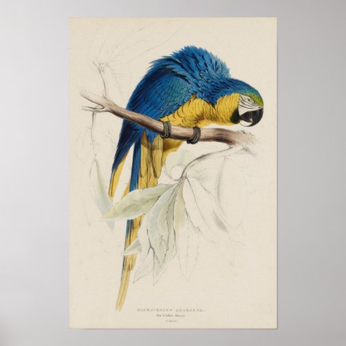 Blue and Yellow Macaw Vintage Art Print 