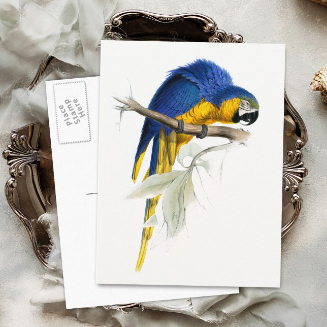 Blue and Yellow Macaw Vintage Postcard (Creator Uploaded)