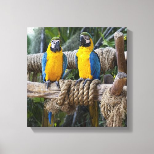 Blue and Yellow Macaw Wrapped Canvas