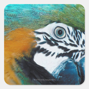 Blue-and-yellow MacawÊ Square Sticker