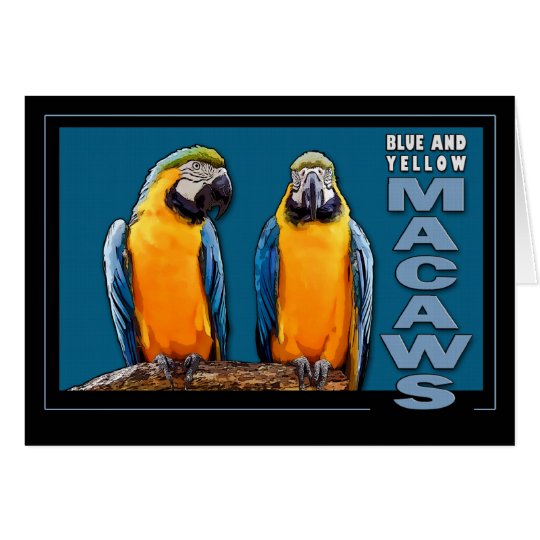 Blue and Yellow Macaws Card