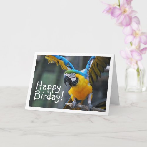 Blue and Yellow Parrot Card