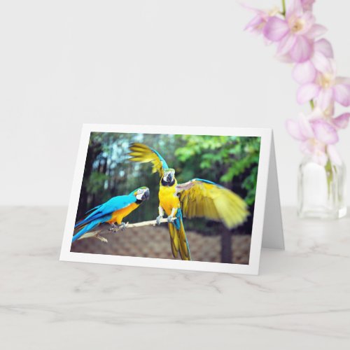 Blue and Yellow Parrots Card
