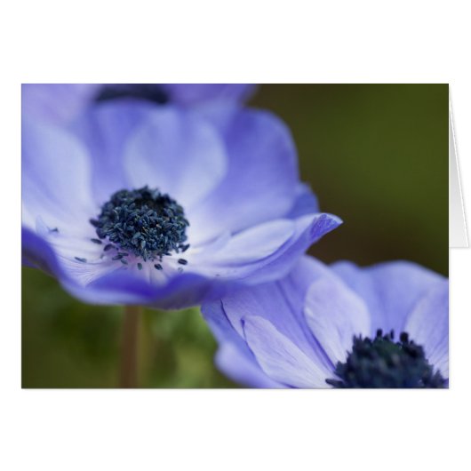 Blue Anemone Cards (Front Horizontal)