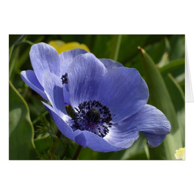 Blue Anemone Cards (Front Horizontal)