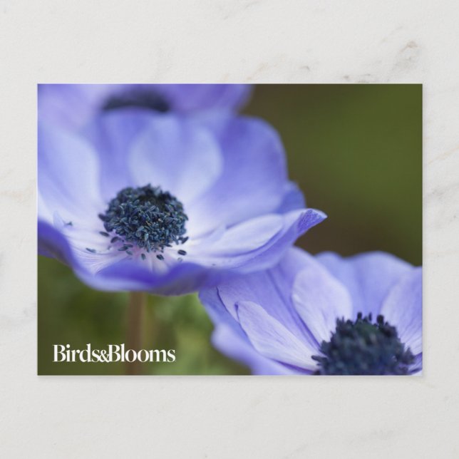 Blue Anemone Postcard (Front)