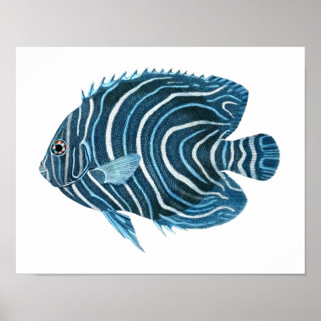 Blue Angel Fish Coastal Wall Art Decor Poster (Front)