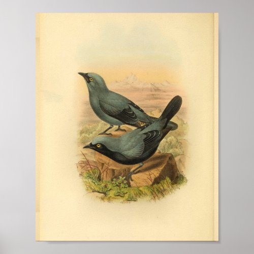 Blue Arfak Cuckoo Shrike Bird Vintage Print