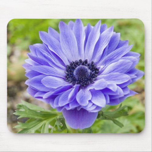 Blue Aster Flower Mouse Pad