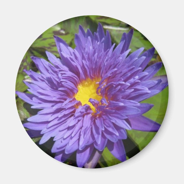 Blue Aster Magnet (Front)