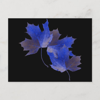 Blue Autumn Leaves Postcard