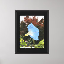 Blue Autumn Morning Glory