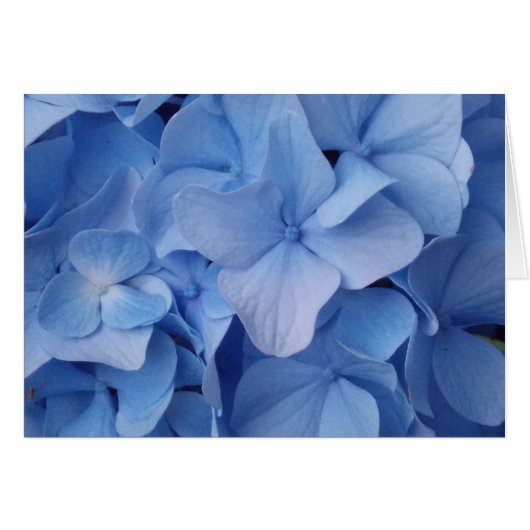 Blue Babies (Front Horizontal)