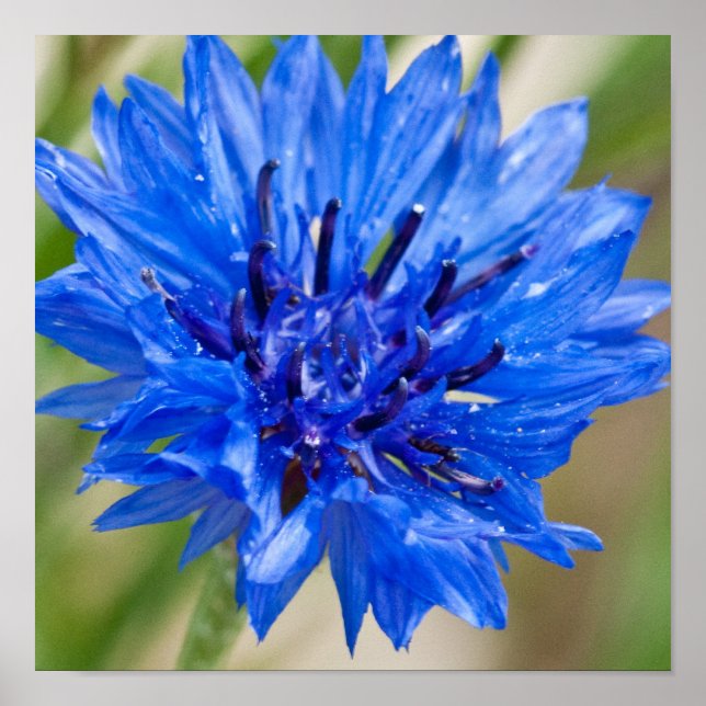 Blue Bachelor Button Poster (Front)