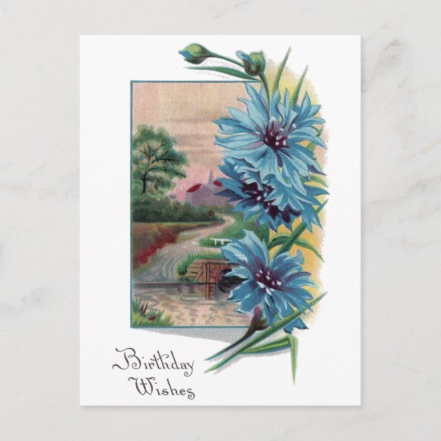Blue Bachelor's Buttons Birthday Postcard (Front)