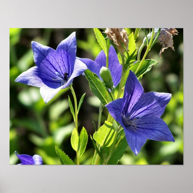 Blue Balloon Flowers In Sunlight Poster (Front)
