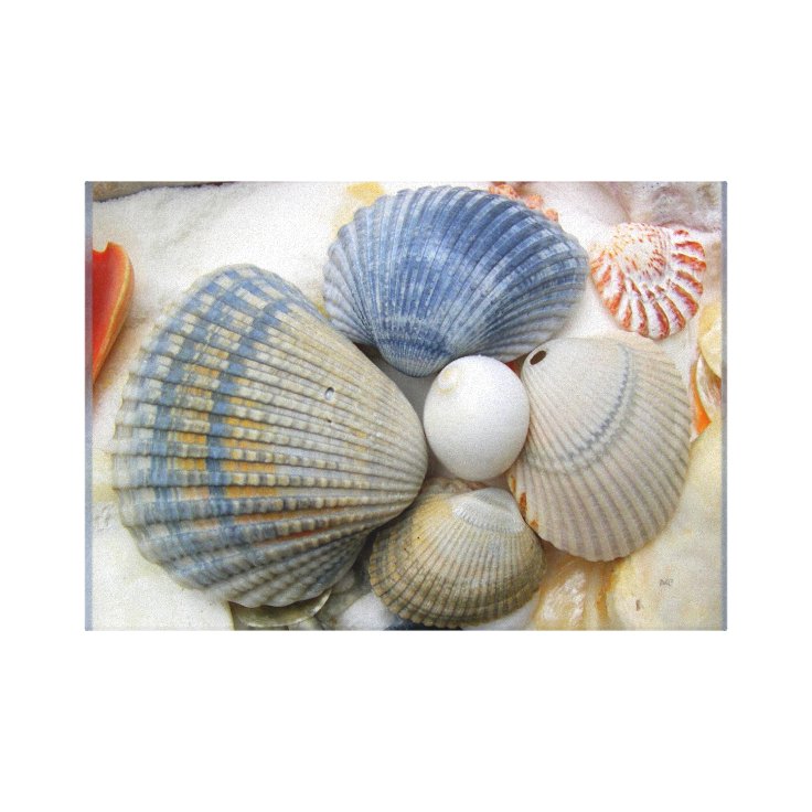 Blue Beach Shells Photography Canvas Print Zazzle