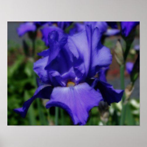 Blue Bearded Iris Flower Poster